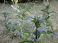 Gentiana cruciata